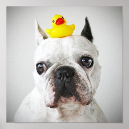 Franse bulledog met Rubber Duck Poster (Voorkant)