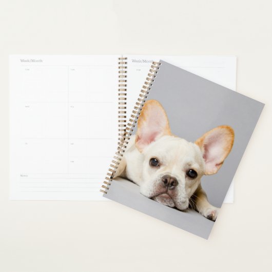 Franse bulledog neerleggend planner (Display)