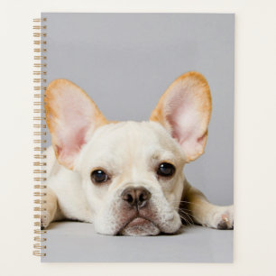 Franse bulledog neerleggend planner