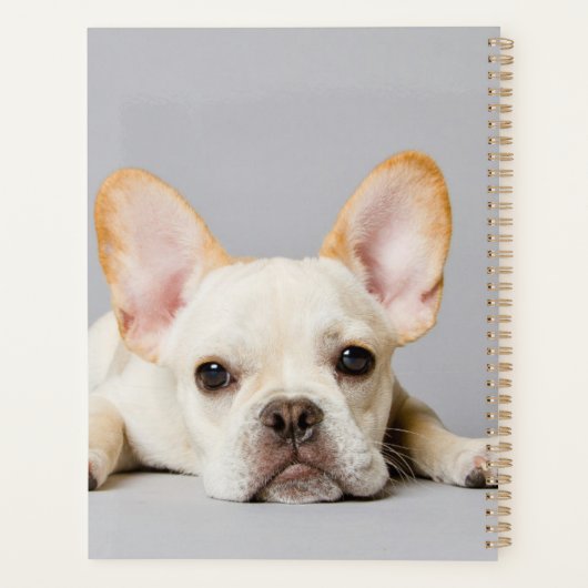 Franse bulledog neerleggend planner (Achterkant)