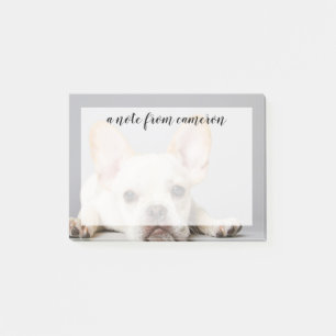 Franse bulledog neerleggend post-it® notes