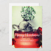 Franse bulledog-puppy in Gift box met mistletoe Feestdagenkaart (Voorkant / Achterkant)