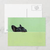 Franse bulledog puppy peering over de muur briefkaart (Voorkant / Achterkant)