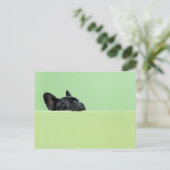 Franse bulledog puppy peering over de muur briefkaart (Staand voorkant)