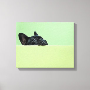 Franse bulledog puppy peering over de muur canvas afdruk