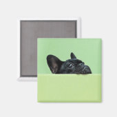 Franse bulledog puppy peering over de muur magneet (Voorkant / Achterkant)