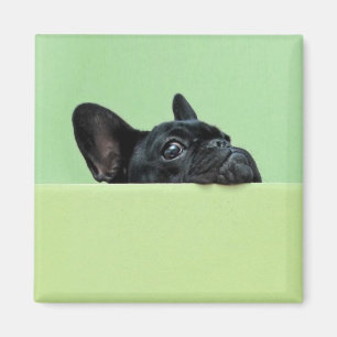Franse bulledog puppy peering over de muur magneet