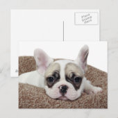 Franse bullehond die een hondenpuppy leit in een h briefkaart (Voorkant / Achterkant)