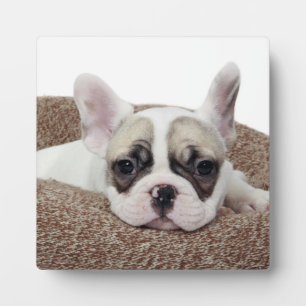 Franse bullehond die een hondenpuppy leit in een h fotoplaat