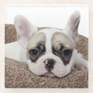 Franse bullehond die een hondenpuppy leit in een h glazen onderzetter