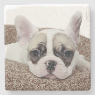 Franse bullehond die een hondenpuppy leit in een h stenen onderzetter