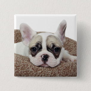 Franse bullehond die een hondenpuppy leit in een h vierkante button 5,1 cm