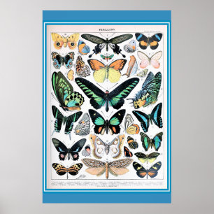 -Franse Butterflies Cotvoordcore Poster