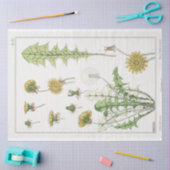  franse dandelion print tissuepapier (Craft)