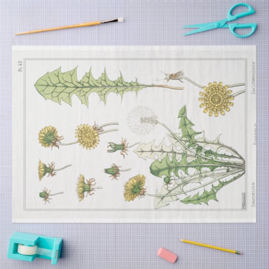 franse dandelion print tissuepapier (Craft)