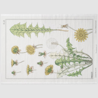  franse dandelion print tissuepapier