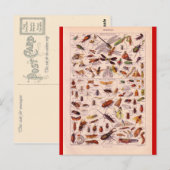 Franse Encyclopedia 1920, Insects Briefkaart (Voorkant / Achterkant)