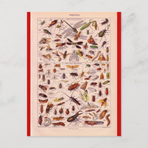 Franse Encyclopedia 1920, Insects Briefkaart