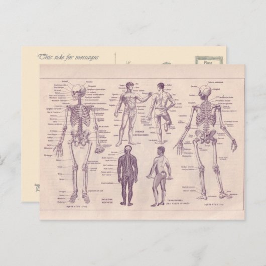 Franse Encyclopedia 1920, menselijke anatomie Briefkaart (Voorkant / Achterkant)