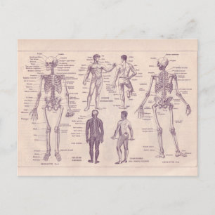 Franse Encyclopedia 1920, menselijke anatomie Briefkaart