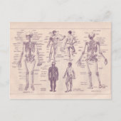 Franse Encyclopedia 1920, menselijke anatomie Briefkaart (Voorkant)