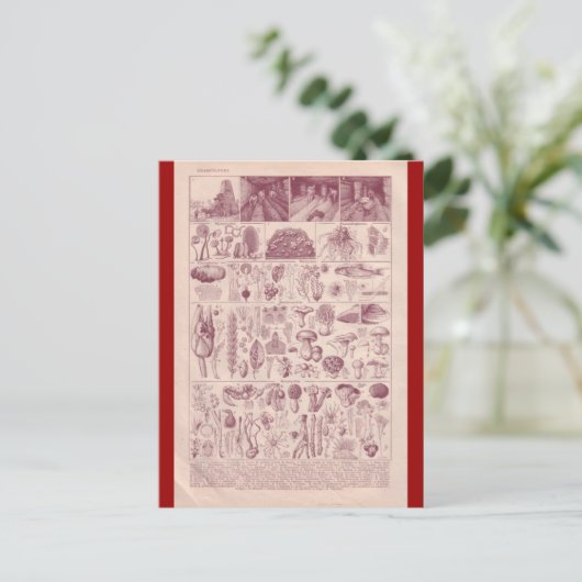 Franse Encyclopedia 1920, paddenstoelen Briefkaart (Staand voorkant)