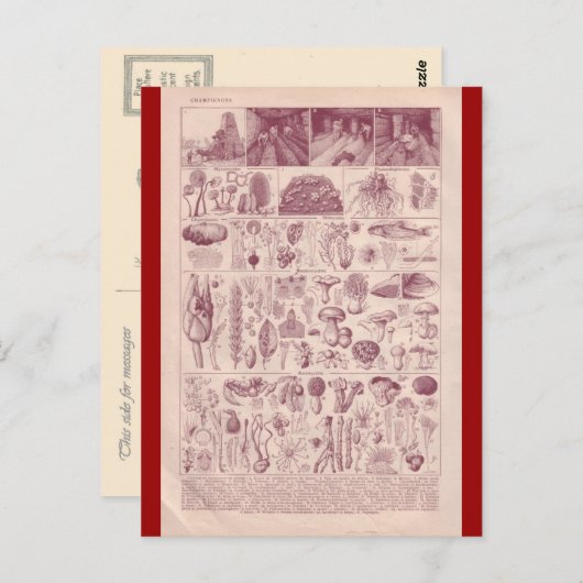 Franse Encyclopedia 1920, paddenstoelen Briefkaart (Voorkant / Achterkant)