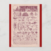 Franse Encyclopedia 1920, paddenstoelen Briefkaart (Voorkant)