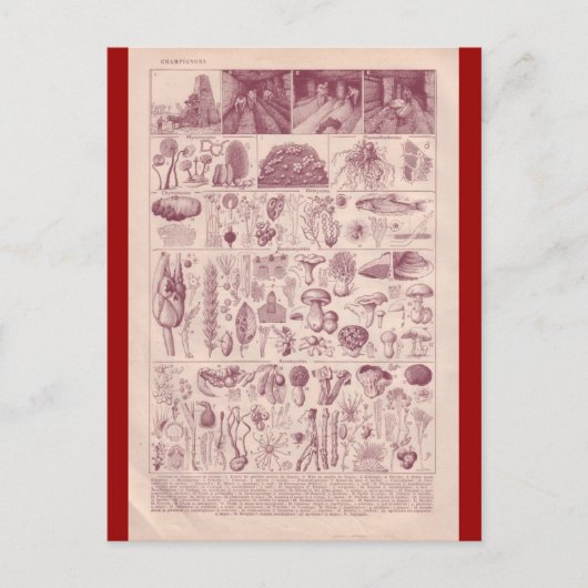 Franse Encyclopedia 1920, paddenstoelen Briefkaart (Voorkant)