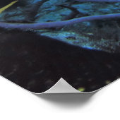 Franse Engelvis Poster (Hoek)