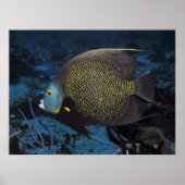 Franse Engelvis Poster (Voorkant)