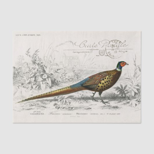 Franse Fazant Vogel Carte Postale Decoupage Vint Tissuepapier (Voorkant)