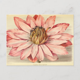 Franse Floral Art Pink Briefkaart