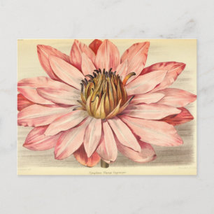  Franse Floral Art Pink Briefkaart
