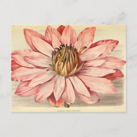 Franse Floral Art Pink Briefkaart (Voorkant)