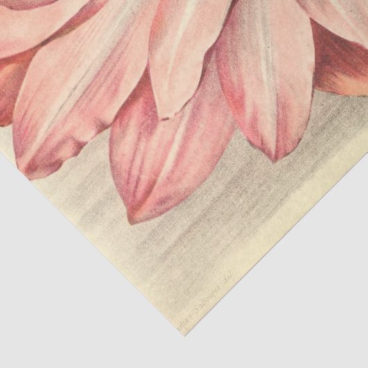  Franse Floral Ephemera ontkoppeling Roze Tissuepapier (Detail)