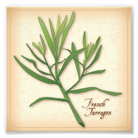 Franse foto van Tarragon Herb Foto Afdruk (Voorkant)
