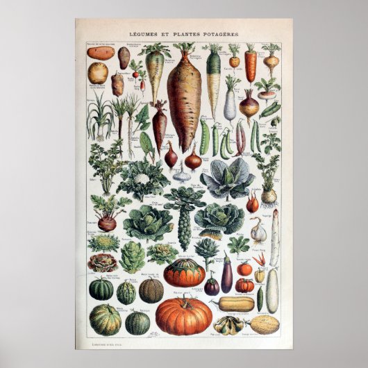  Franse groenten en plantaardige Planten Poster (Voorkant)