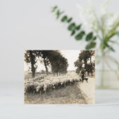Franse herder 1921 briefkaart (Staand voorkant)