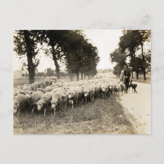 Franse herder 1921 briefkaart (Voorkant)