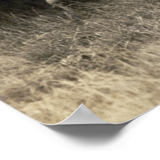 Franse herder 1921 poster (Hoek)