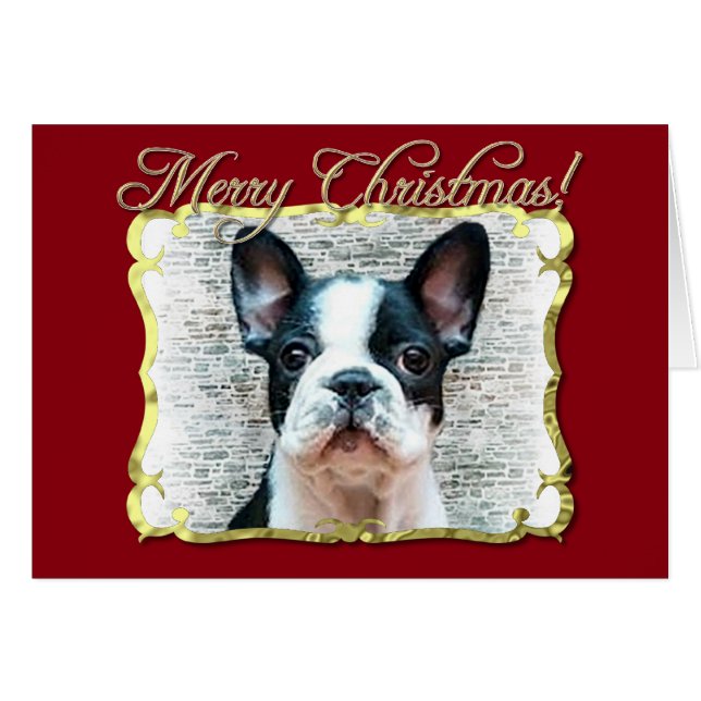 Franse hond (Voorkant Horizontaal)