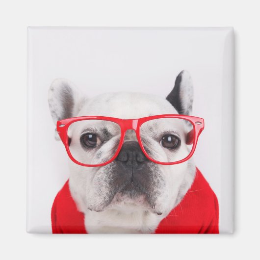 Franse hond met bril en Shirt Magneet (Voorkant)