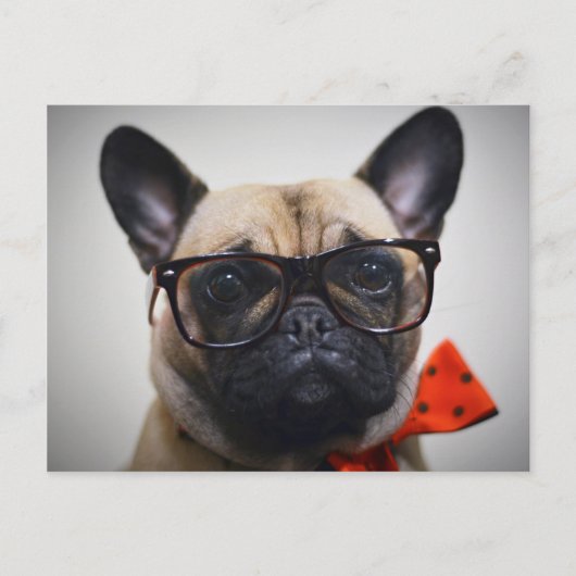 Franse hond met bril en Stropdas Briefkaart (Voorkant)