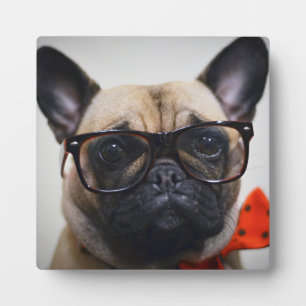 Franse hond met bril en Stropdas Fotoplaat