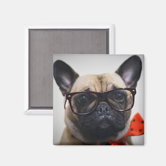 Franse hond met bril en Stropdas Magneet (Voorkant / Achterkant)