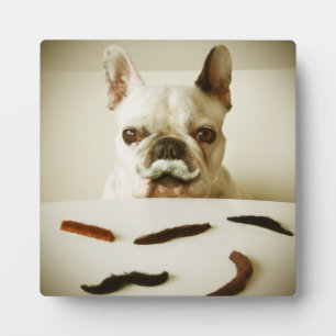 Franse hond met een snor fotoplaat