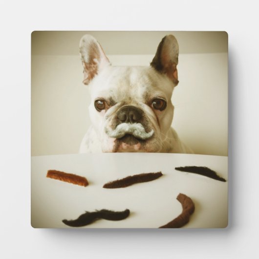 Franse hond met een snor fotoplaat (Voorkant)