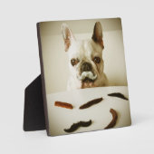 Franse hond met een snor fotoplaat (Voorkant)