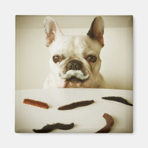 Franse hond met een snor magneet